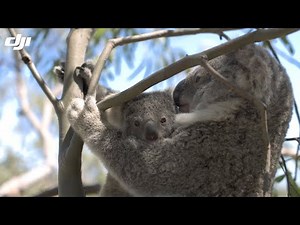 DJI Stories - Counting Koalas