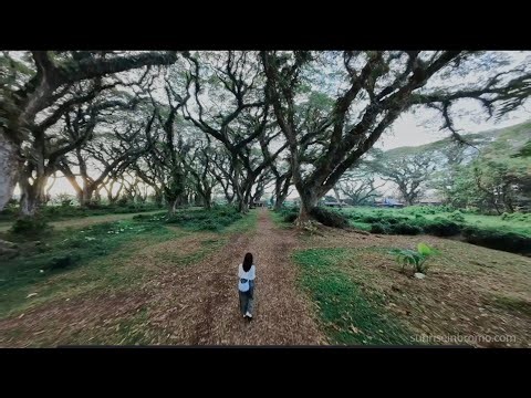 Beyond Bali: Exploring the Magical De Djawatan Forest in East Java (Hidden Gem)