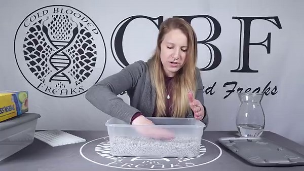 BEST WAY To INCUBATE Ball Python Eggs - FULL GUIDE