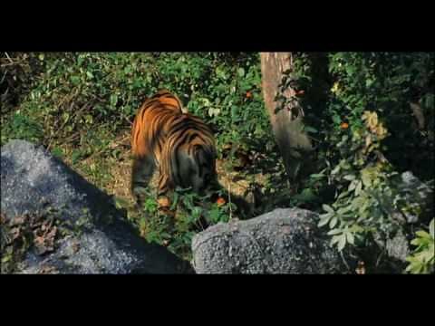 Python vs tiger