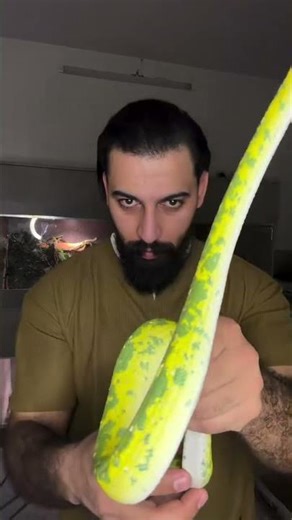 green tree python ثعبان الاصلة الشجرية الخضراء🔥