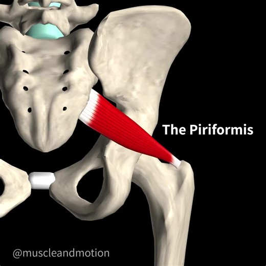 Understanding Muscle Origins and Insertions | Anatomy Learning