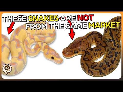 So... There's actually 2 Ball Python Markets - Let's talk about that!