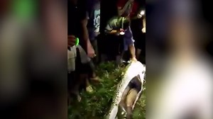 Python swallows 25-year-old man whole in Indonesia