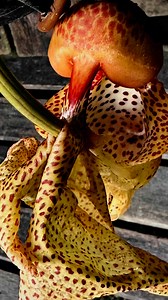 An Alien Blooms in My Garden! OMG! I can hardly believe my eyes! This morning, as I stepped into my garden, I was met with a jaw-dropping sight - my Coryanthes alborosea has finally bloomed! Hanging from a slender, pendulous stem, its flower looks like something out of a sci-fi movie - strange, otherworldly, and utterly mesmerising. The light yellow petals, speckled with dark spots, are like nothing I’ve seen before. This is no ordinary orchid. Also known as the bucket orchid, it has evolved an 