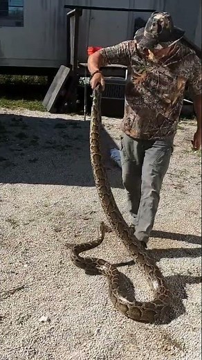 "How to safely capture a python"