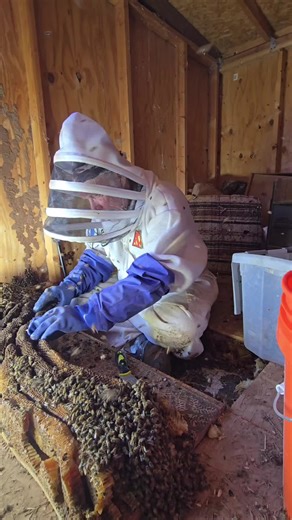 Understanding Killer Bees: The Invasive Species Challenge