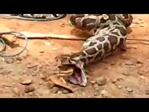 Python Snake Eats and Spits out Chicken Video