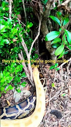 Burmese python Handling outside #reptiles #burmesepythons