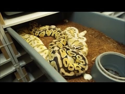 Ball Python Breeding Tips! Locks, pairings, etc.