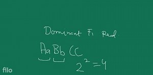 Shape of a seed depends on starch granule size; so inheritance ... | Filo
