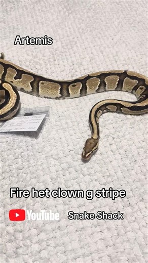 Meet Artemis he is our Fire het clown G strip boy and he’s a gorgeous boy #ballpython #python #snake