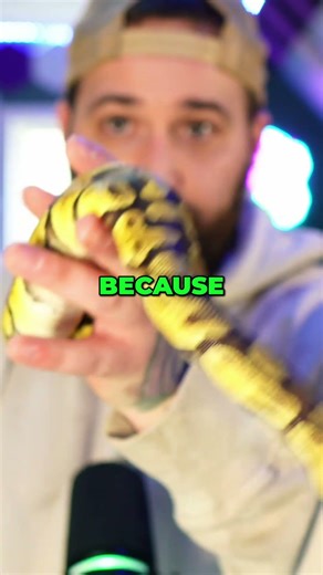 Ball Python Enrichment Myth Busted! Improve Health & Feeding #shorts