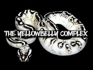 The Ball Python 'Yellowbelly Complex'