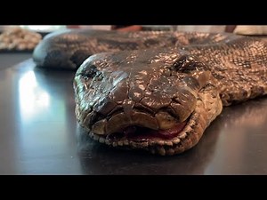 Record-breaking Burmese python found in Naples