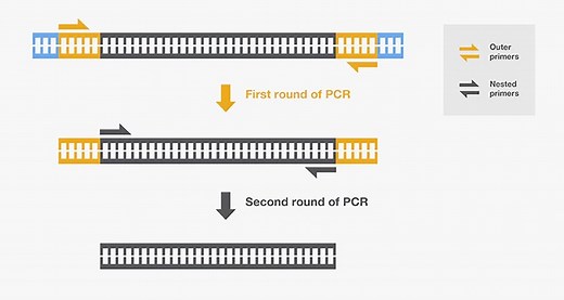 Nested PCR: Principle and Applications • Microbe Online