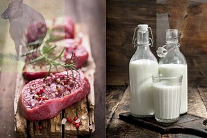 Can Dairy Cows be Used for Meat? What You Need to Know