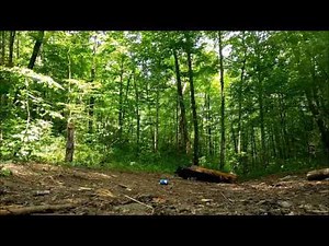 5 Pounds of Tannerite vs. 500-Pound Log