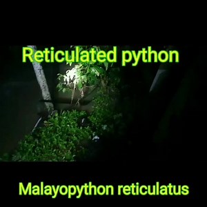 Released a Reticulated python was done by Hugo The reticulated...
