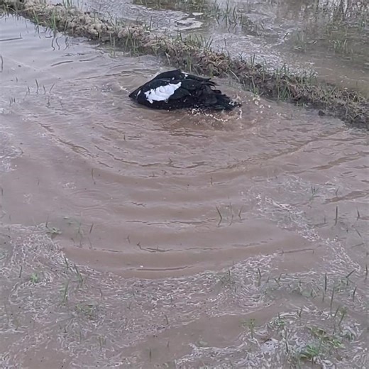 Duck swimming #duck #ducklingspro #swimming #water #cute