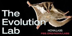 Evolution Lab | NOVA Labs | PBS