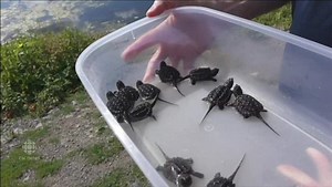 Incubated turtles released into the wild at Mud Lake