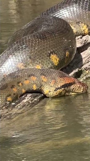 some people wonder how the python drink water