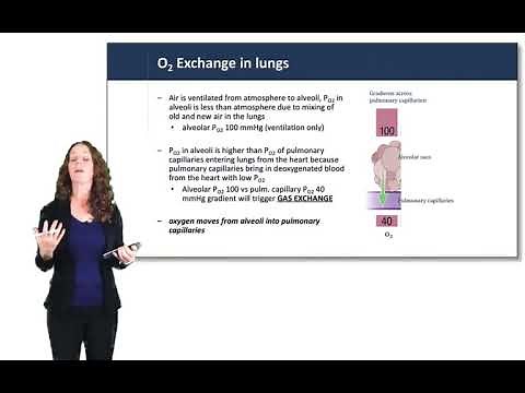 Respiratory System: Gas Exchange