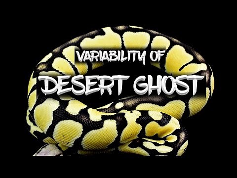 Variations in the Desert Ghost Ball Python