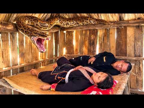 The dwarf family was attacked by a python while taking a nap - Harvesting wild food, gardening