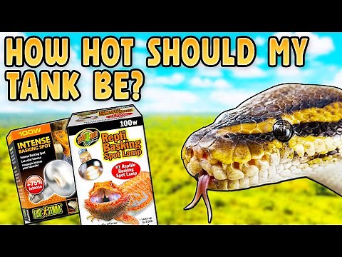 Complete Guide to Heating Ball Pythons