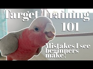 Most Important Tool in Parrot Training | Target Training 101