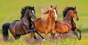 Mule VS Horse: How Are They Different?