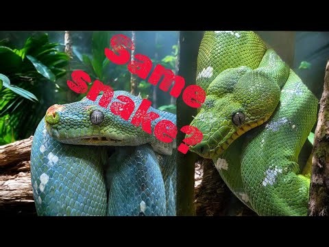Green tree python / emerald tree boa