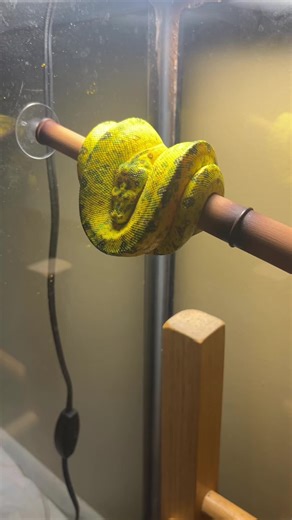 #breeder #snake #bloodpython #python #ballpython