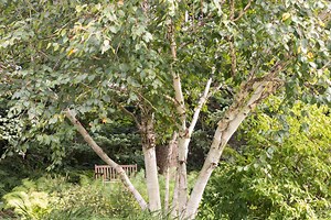 12 Common Types of Birch Trees You Should Grow in Your Garden