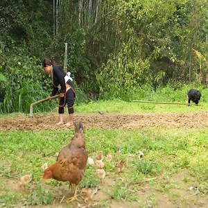 FULL VIDEO Dwarf family Survive the Wild - Giant Python Encounter, Komodo Dragon Attack chickens._R-006 | Dwarf Family