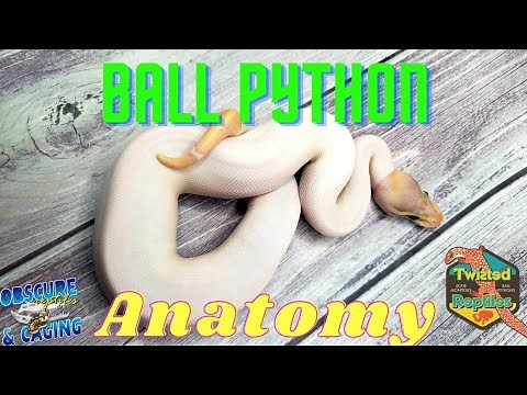 Ball Python Anatomy