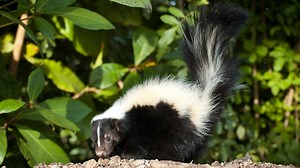 Skunk