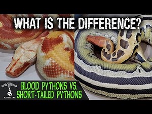 BLOOD PYTHONS VS. SHORT-TAILED PYTHONS (what's the difference?)