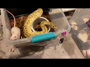Ball python live feeding