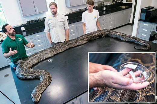 Largest-ever python found outside native habitat after 18-foot-long snake caught in Florida wild