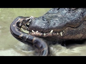 Python vs Alligator 09 - Real Fight - Python attacks Alligator