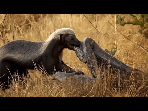 Epic Showdown: You Won't Believe Honey Badger's Fierce Battle for Survival Against Python!