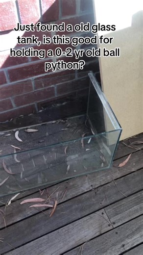 Best Tank Choices for Young Ball Pythons