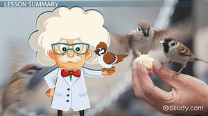 Sparrow Facts: Lesson for Kids