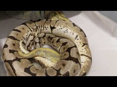 Breeding ball pythons part 3: LOCKS!!!