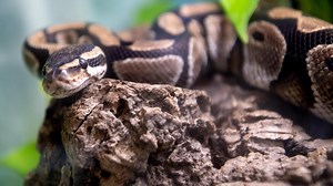 Un python birman de presque 6 mètres de long capturé en Floride (vidéo)