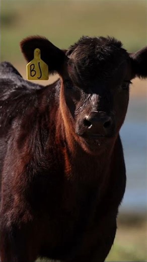 Wild Horse Basin Ranch: A Wyoming Ranch for Sale