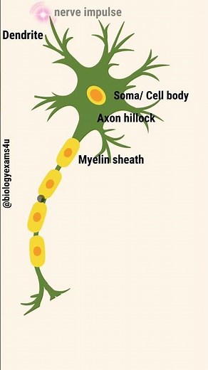 Neuron Animation || Nerve Impulse Conduction Slow motion